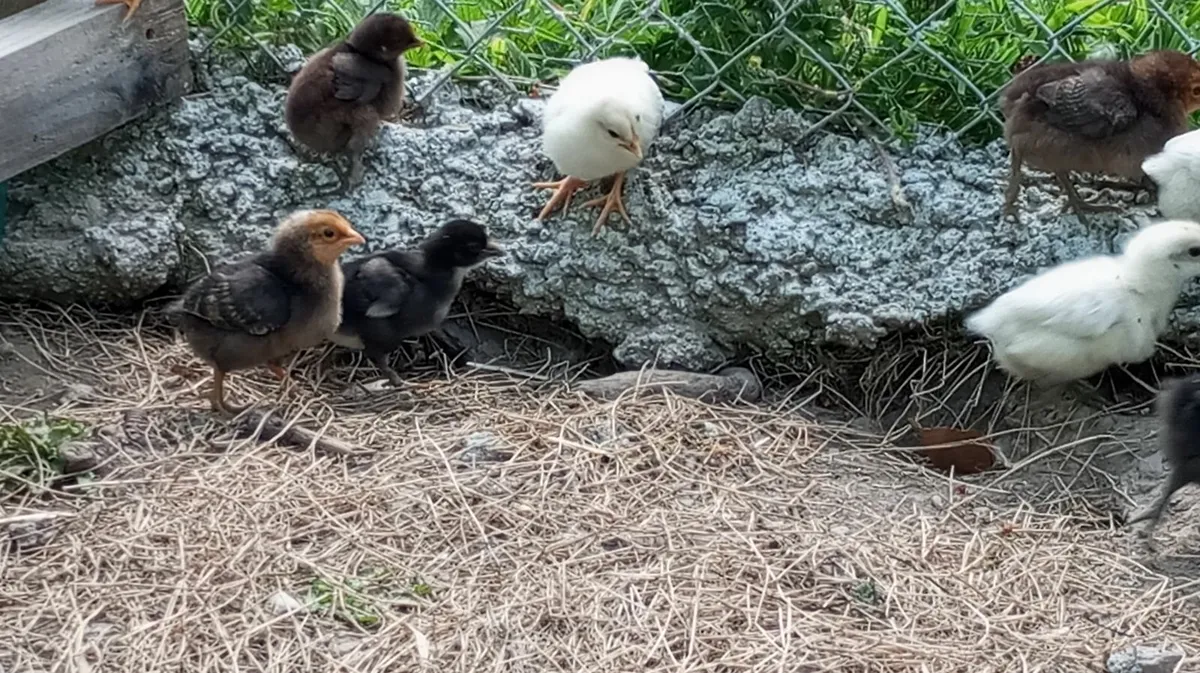 1 Week old Chicks  &  5  Week old Chicks - Image 2