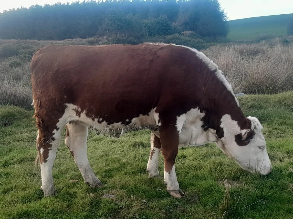 Heifer - Image 1