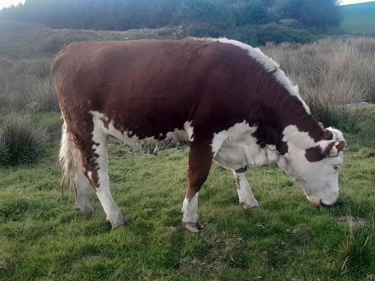 Heifer - Image 4