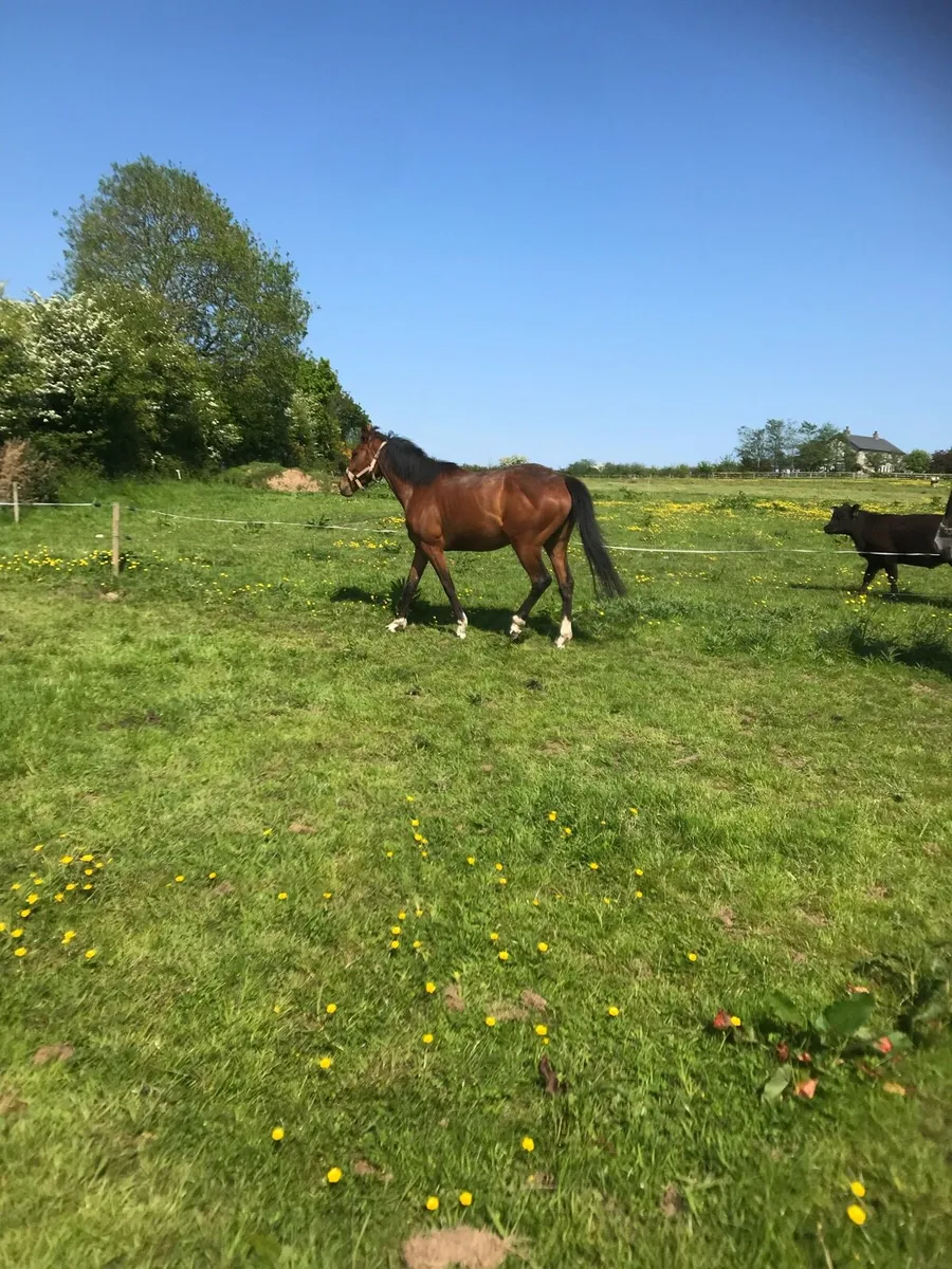 3YO Filly
