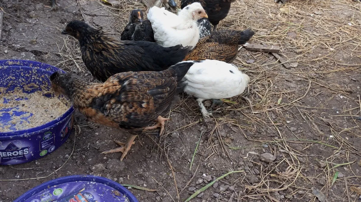 1 Week old Chicks  &  5  Week old Chicks - Image 4