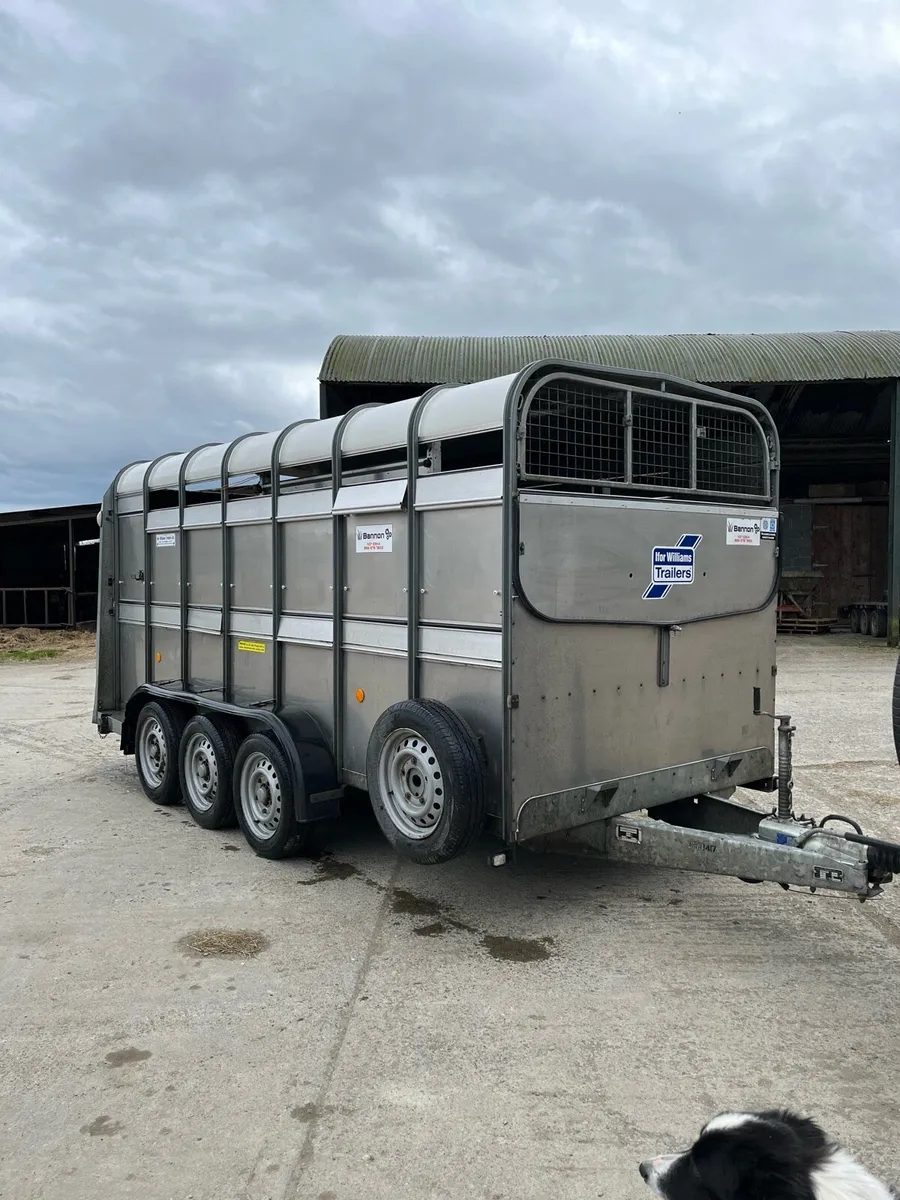 14ft tri axle ifor Williams cattle trailer - Image 1