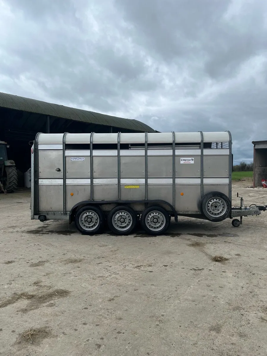 14ft tri axle ifor Williams cattle trailer - Image 2