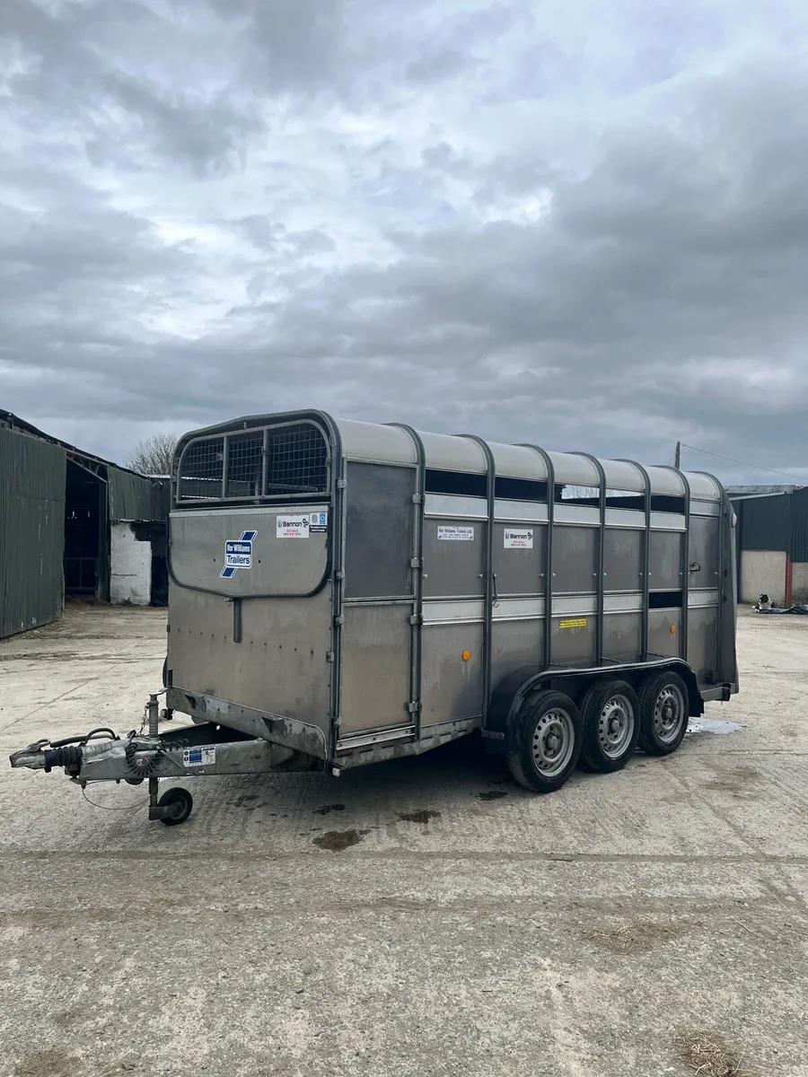14ft tri axle ifor Williams cattle trailer - Image 4