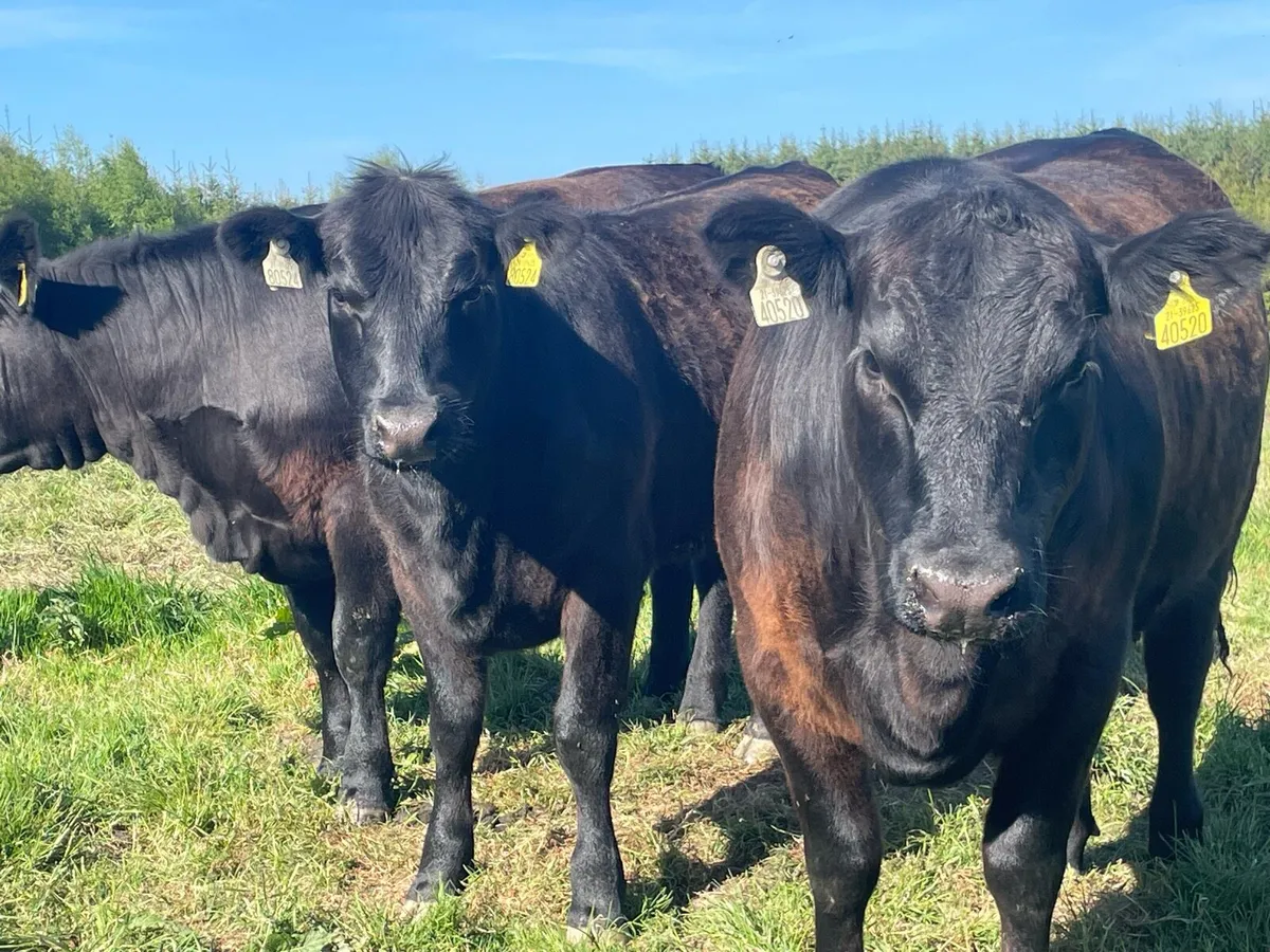 PBR Aberdeen Angus Heifers Ballyjamesduff Mart - Image 1