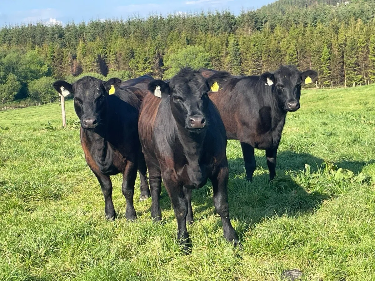 PBR Aberdeen Angus Heifers Ballyjamesduff Mart - Image 2