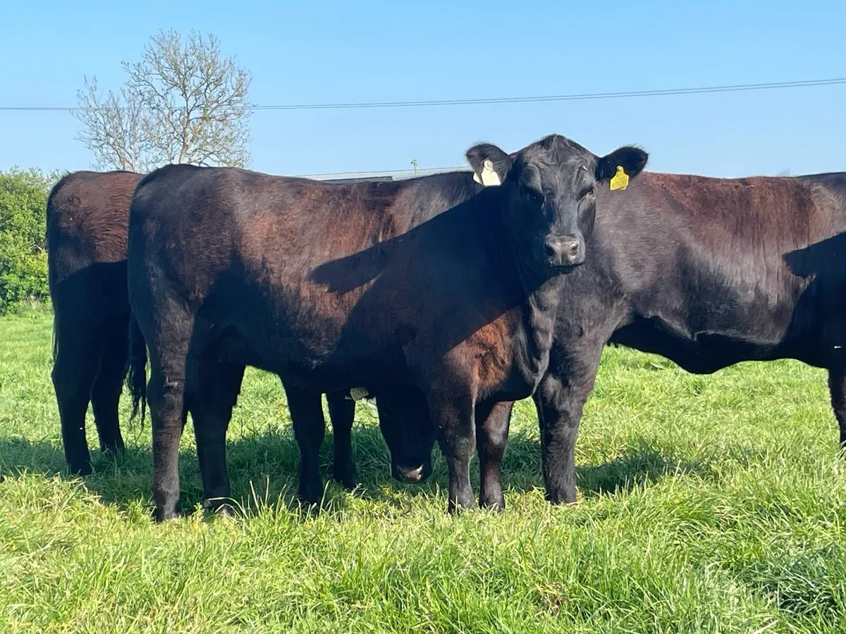 PBR Aberdeen Angus Heifers Ballyjamesduff Mart - Image 3