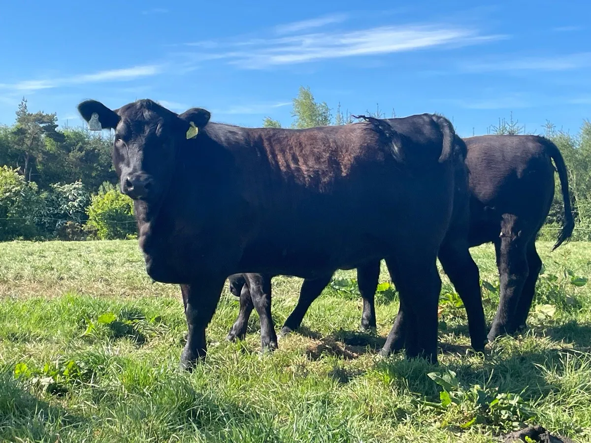 PBR Aberdeen Angus Heifers Ballyjamesduff Mart - Image 4