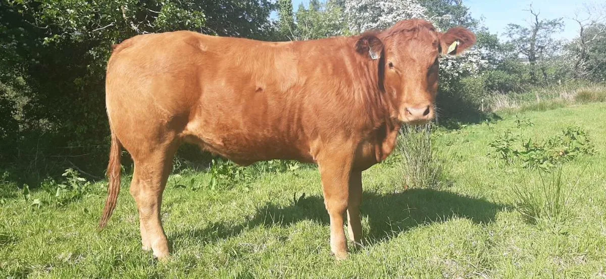 2 maiden LMX heifers, Balla Mart 17/5/25 - Image 1