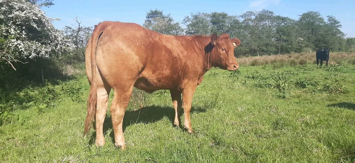 2 maiden LMX heifers, Balla Mart 17/5/25 - Image 3
