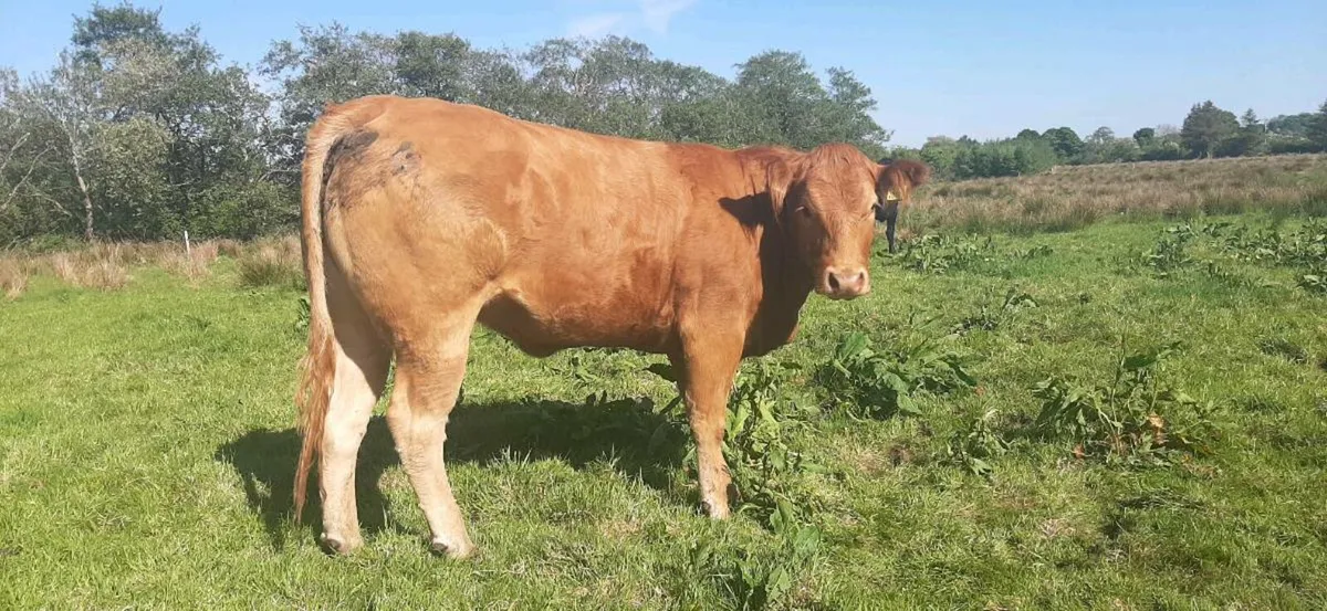 2 maiden LMX heifers, Balla Mart 17/5/25 - Image 4
