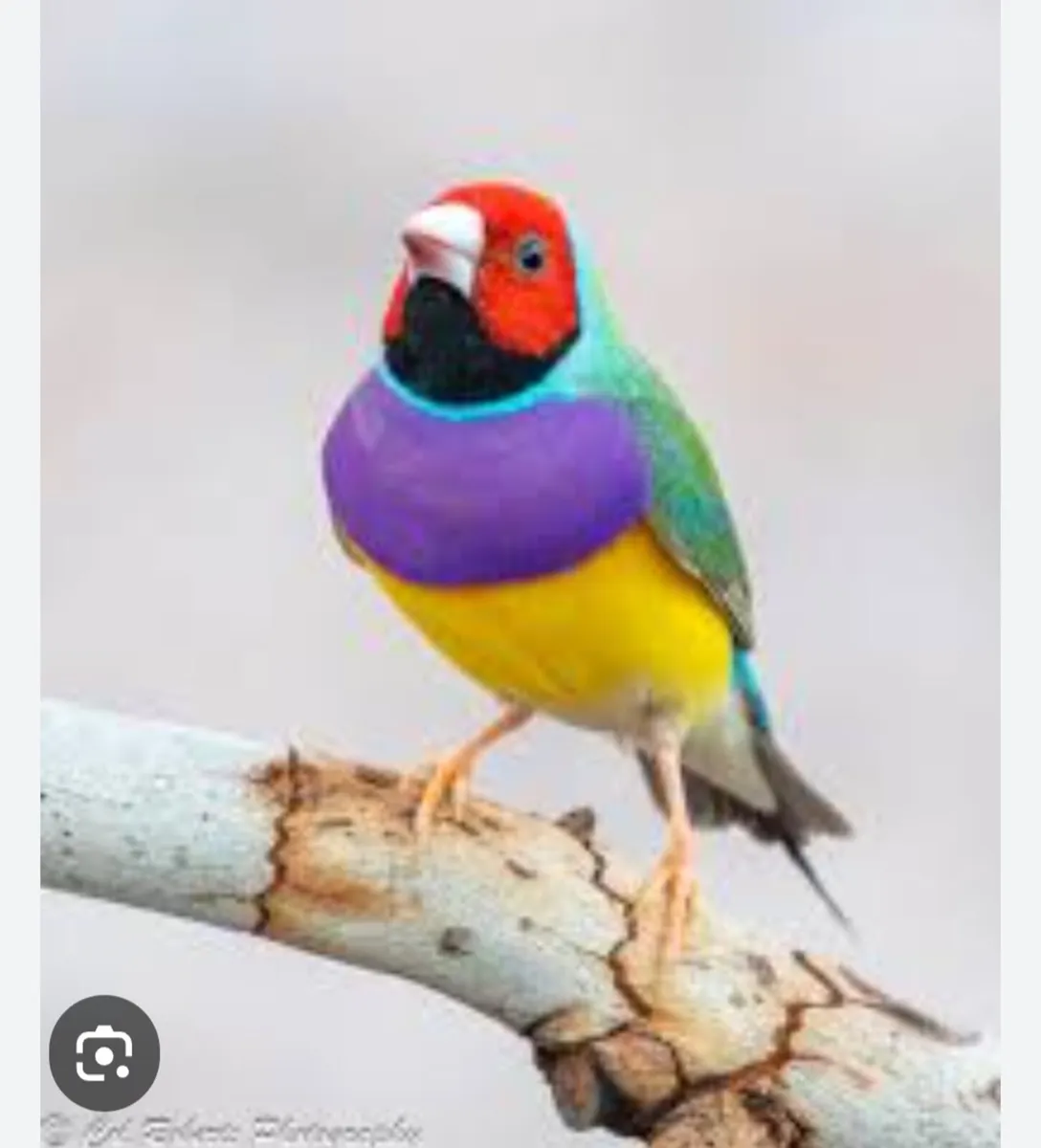 Wanted male gouldian - Image 1