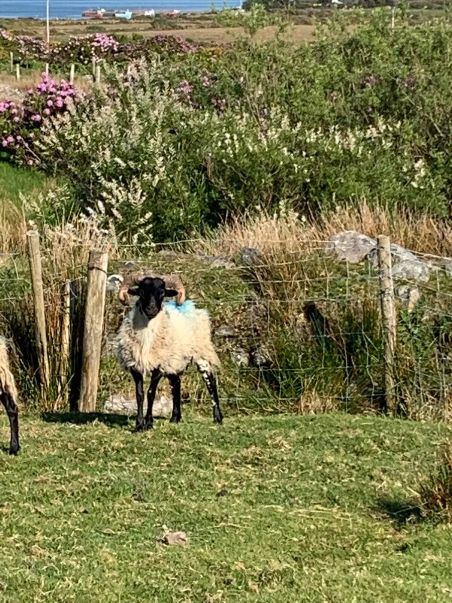 Rams for sale in Achill - Image 1