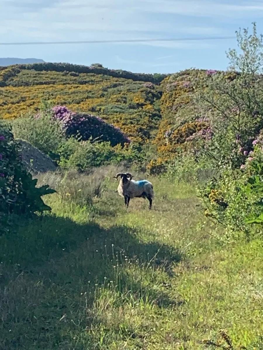 Rams for sale in Achill - Image 2
