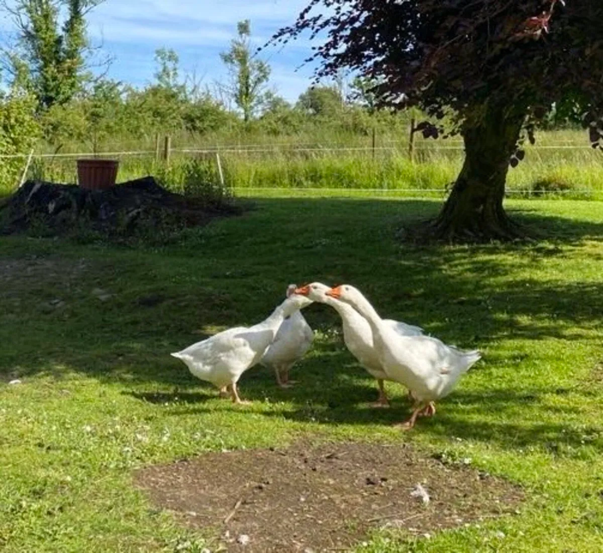 Trio Emden geese