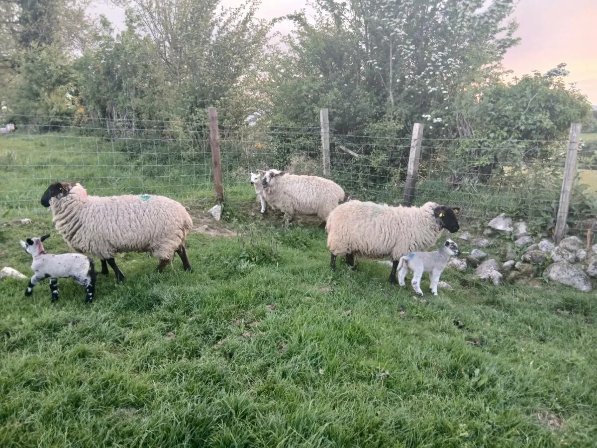 Hoggets and lambs - Image 1