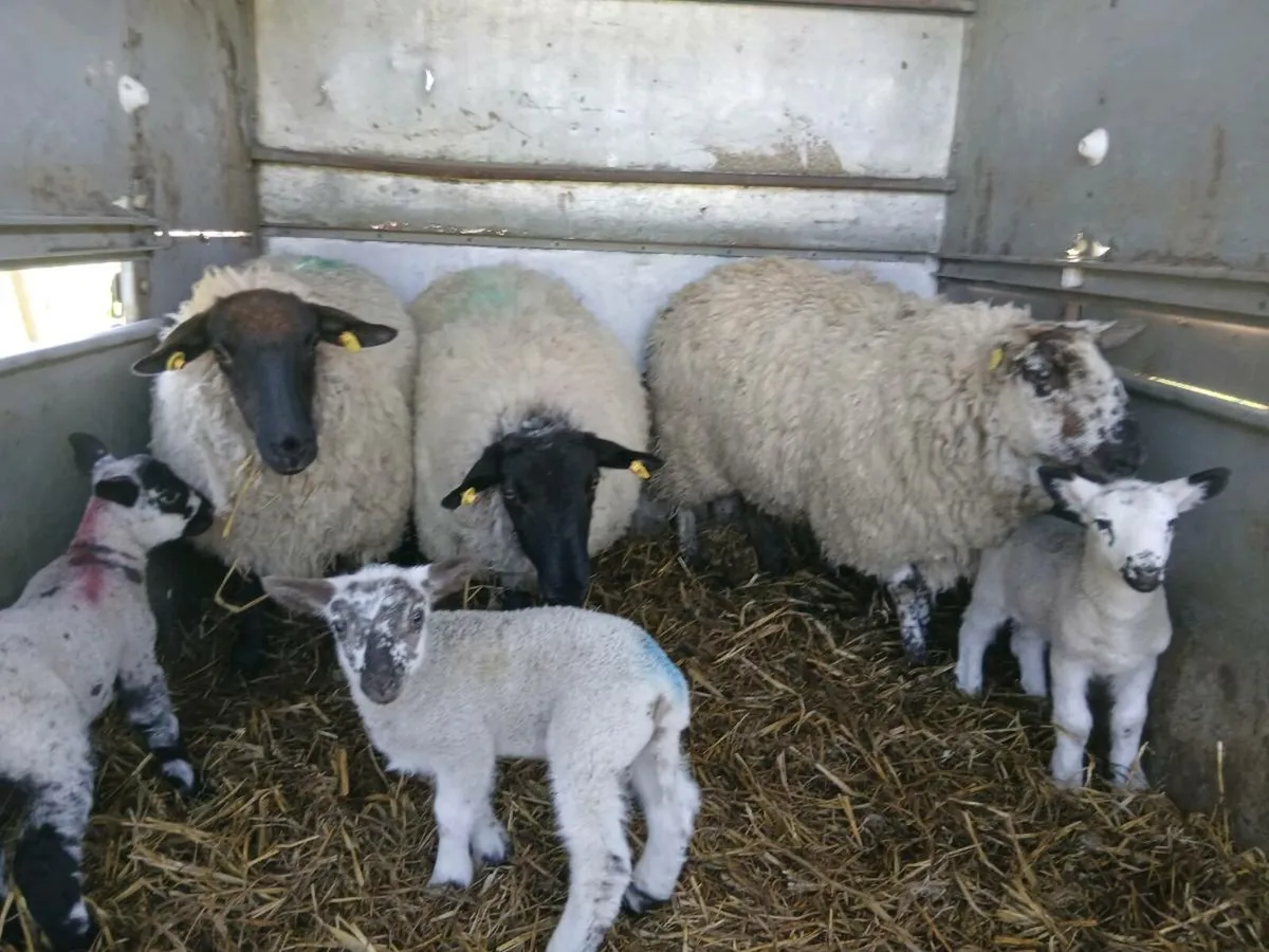 Hoggets and lambs - Image 2