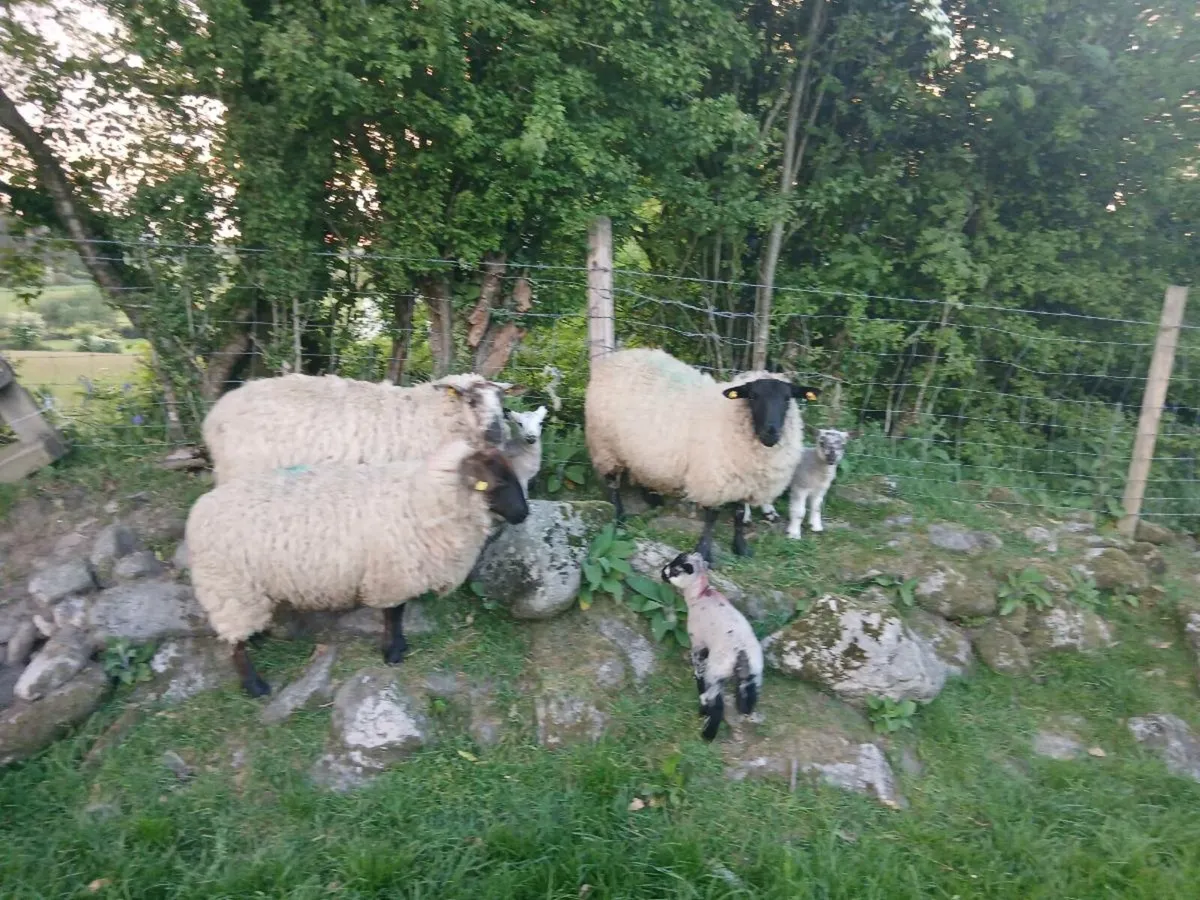 Hoggets and lambs - Image 3