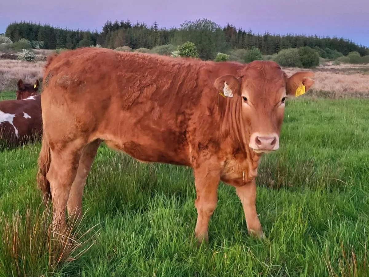 **Purebred lm heifer for sale** - Image 1
