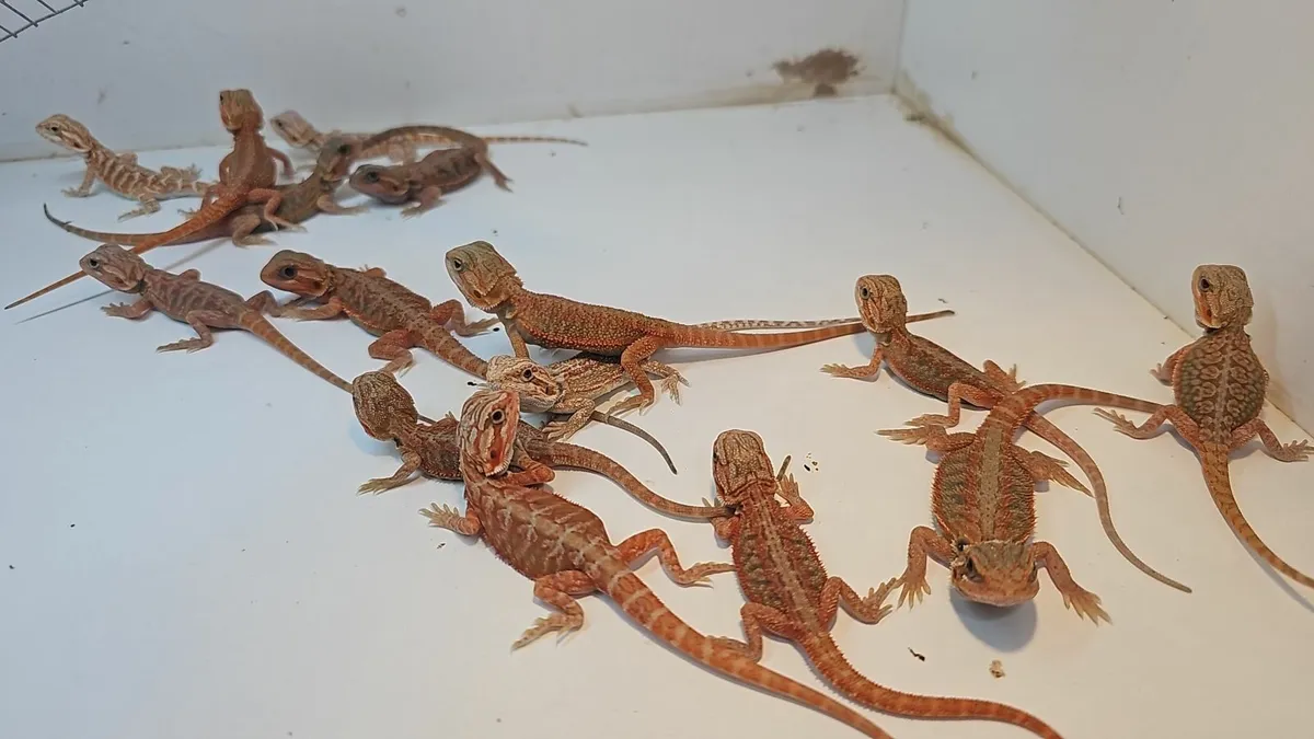 Bearded dragon - Image 1