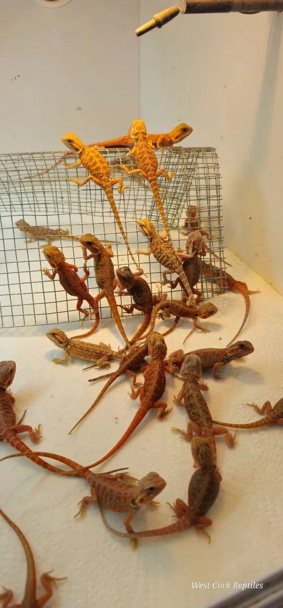 Bearded dragon - Image 2