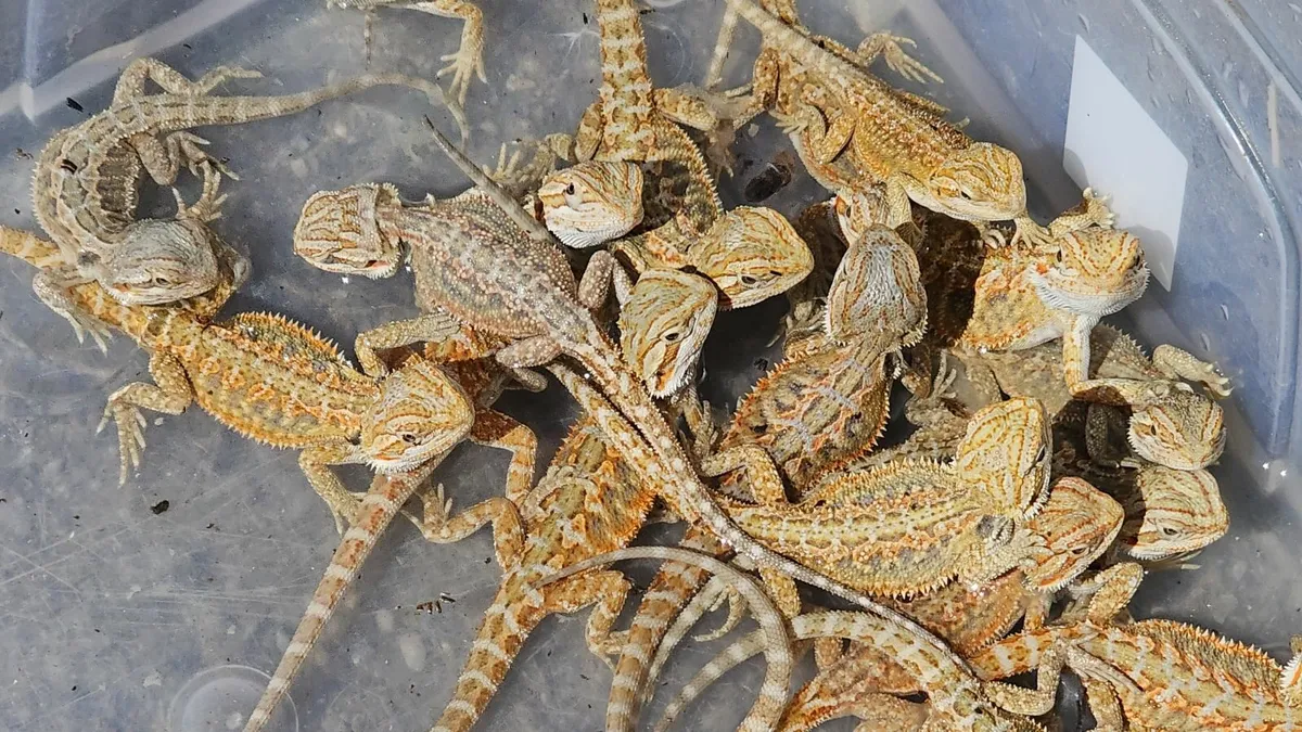 Bearded dragon - Image 3