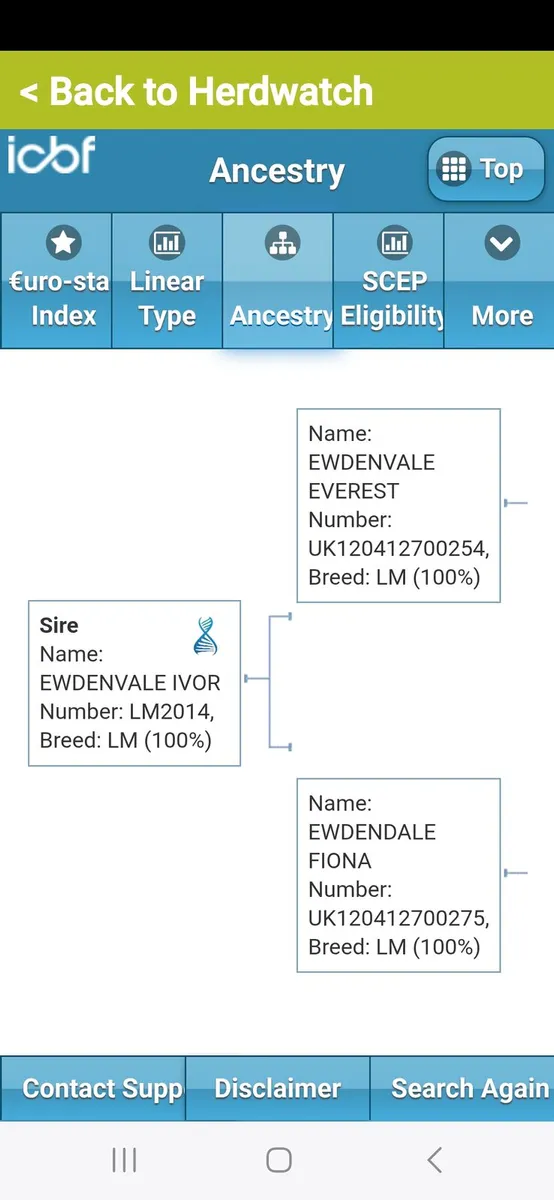 **Purebred lm heifer for sale** - Image 3