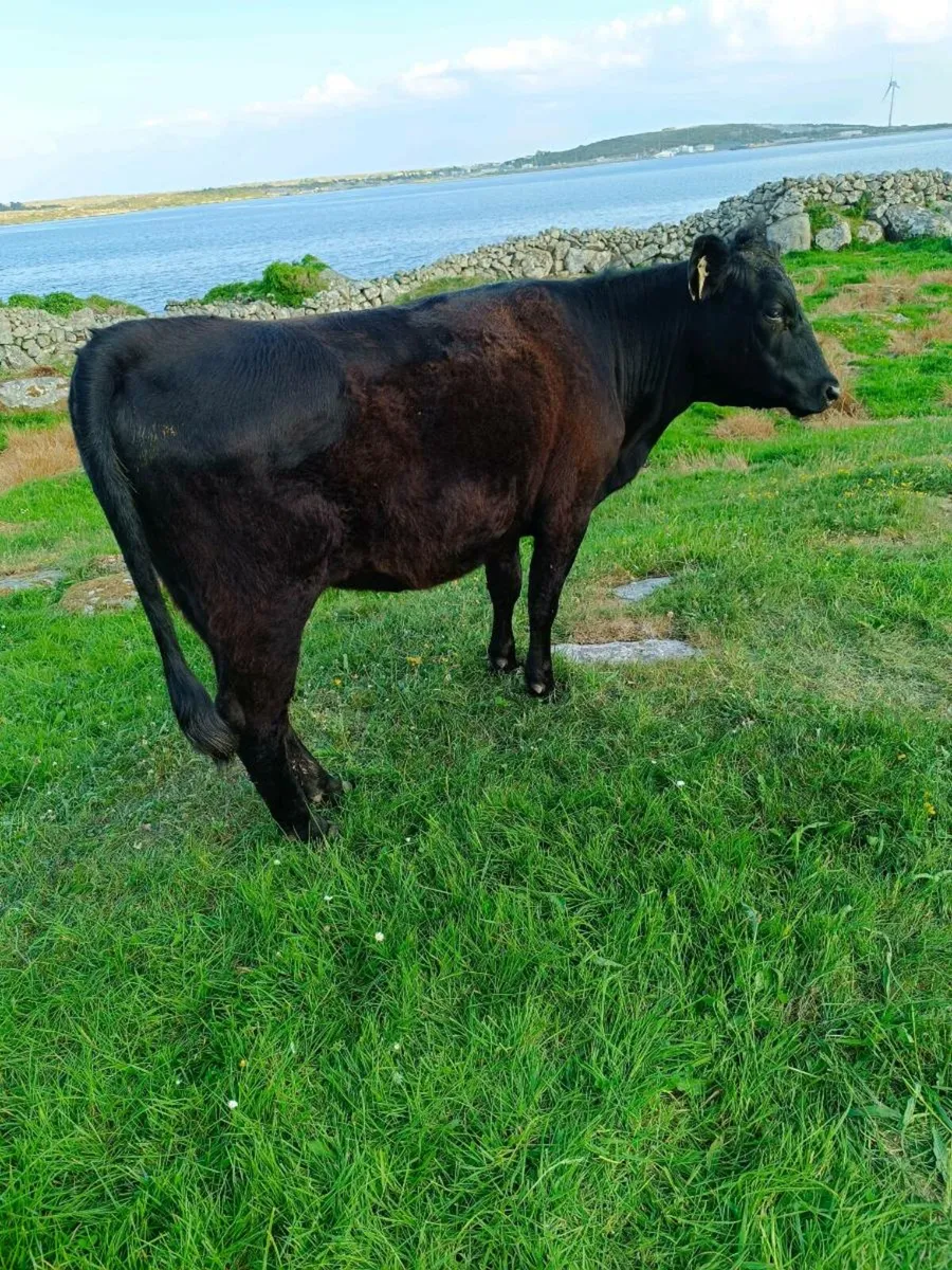 Dexters Heifer - Image 1