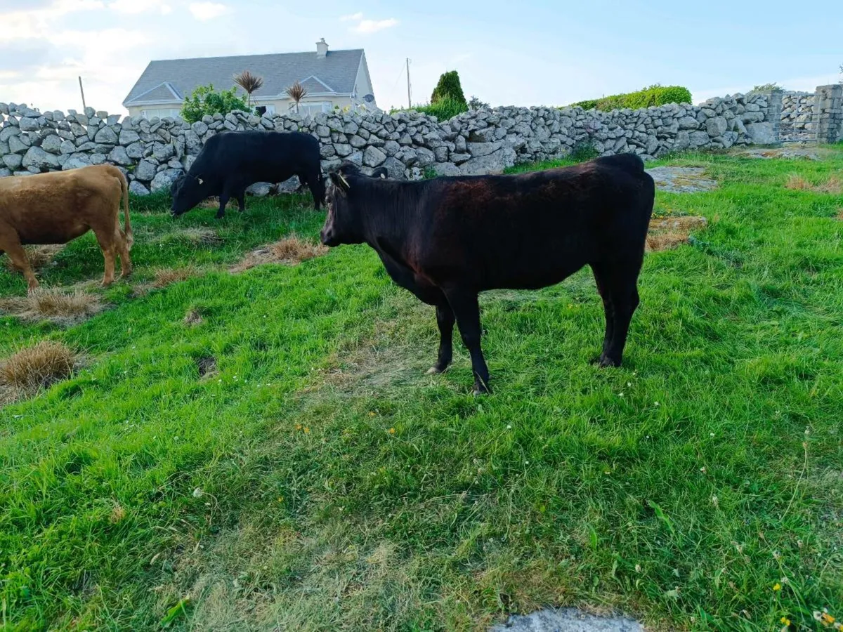 Dexters Heifer - Image 2