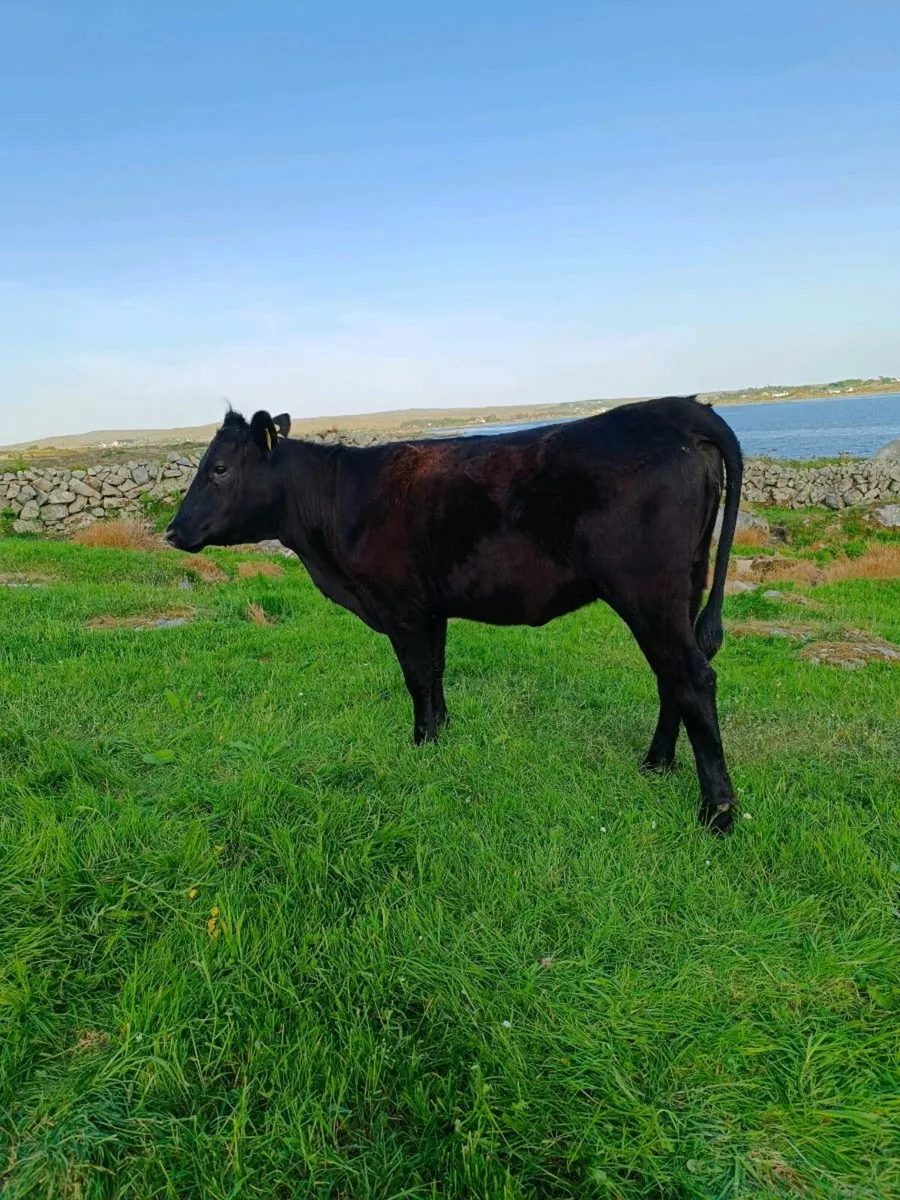 Dexters Heifer - Image 3