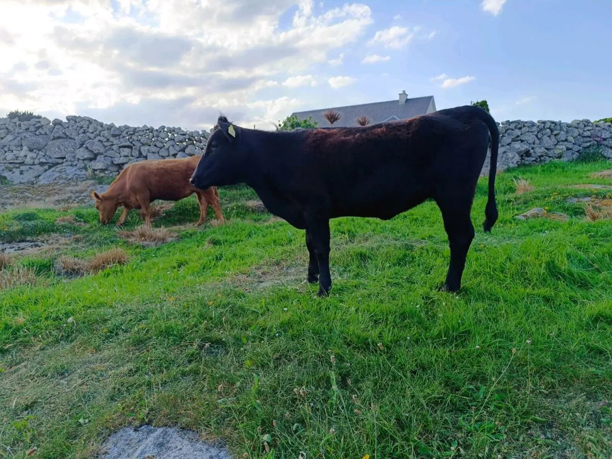 Dexters Heifer - Image 4