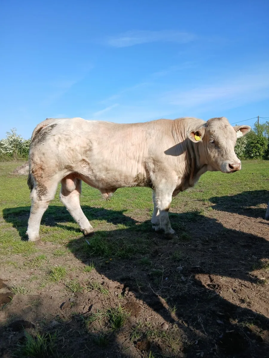 Pedigree Charolais bull - Image 1