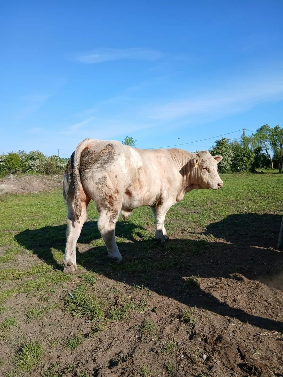 Pedigree Charolais bull - Image 2