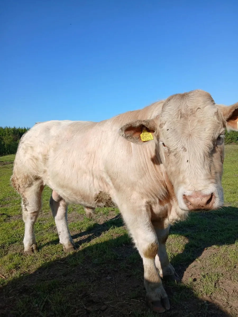 Pedigree Charolais bull - Image 3