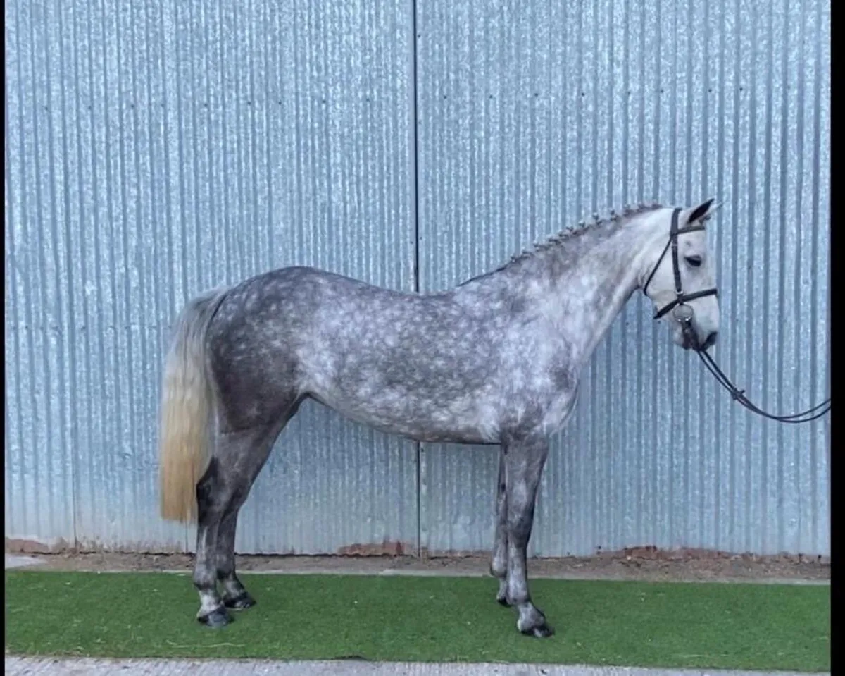 Class 1 Connemara Mare, Lot 110 in clifden - Image 1