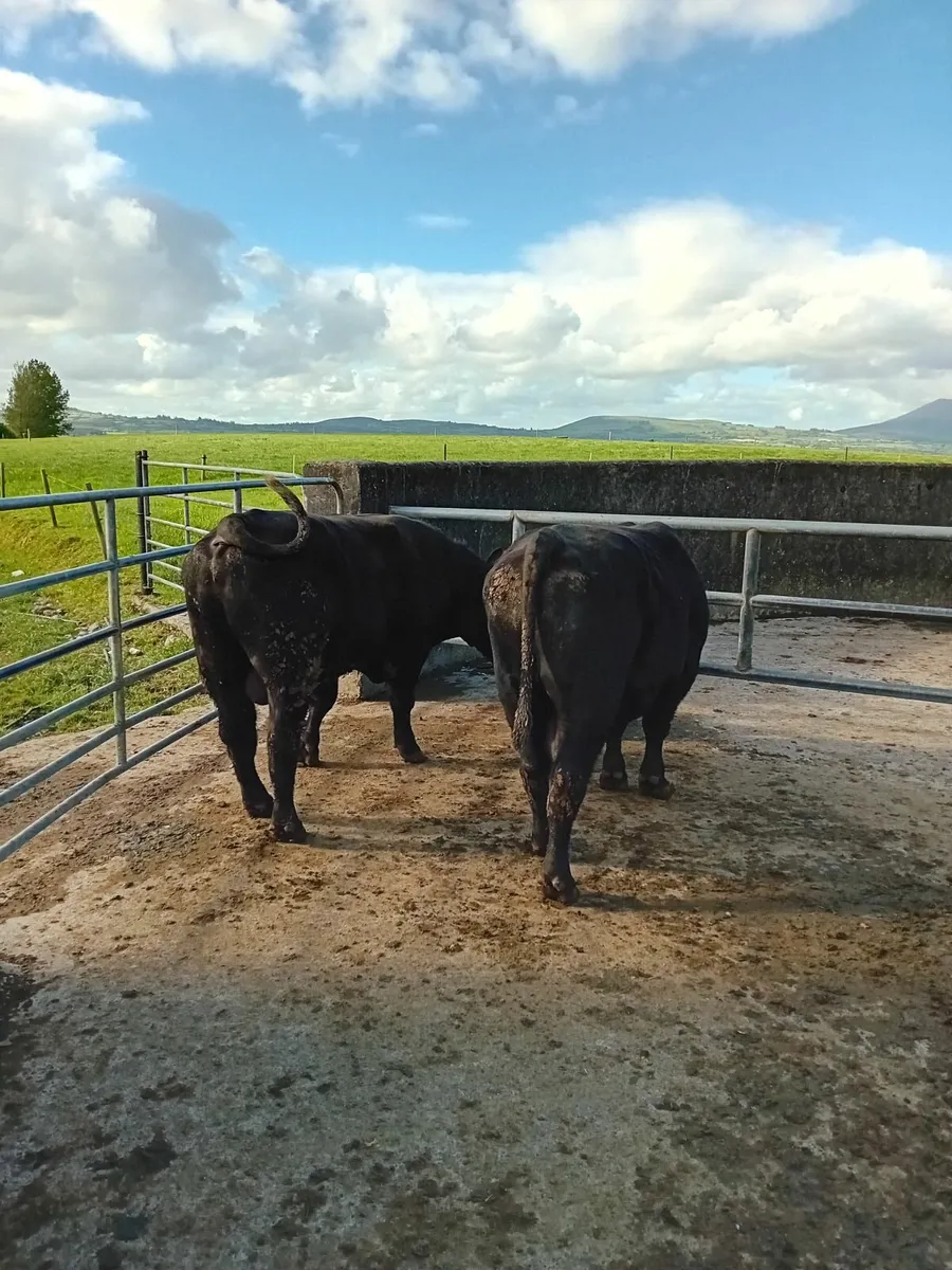 Aberdeen Angus Bulls - Image 2