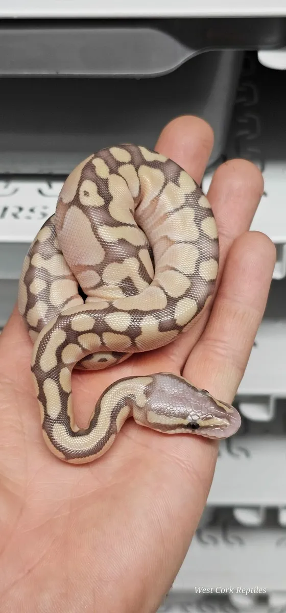 Ball python - Image 1
