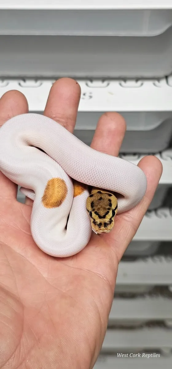 Ball python - Image 2