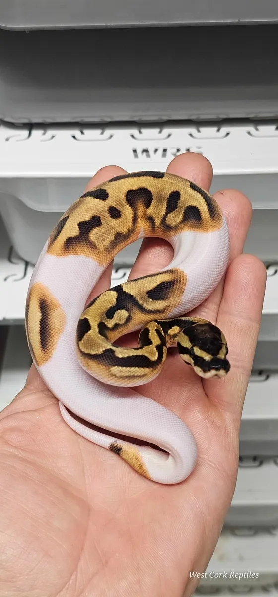 Ball python - Image 3