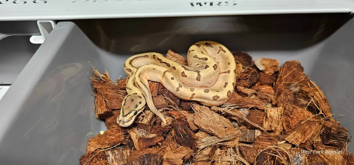 Ball python - Image 4