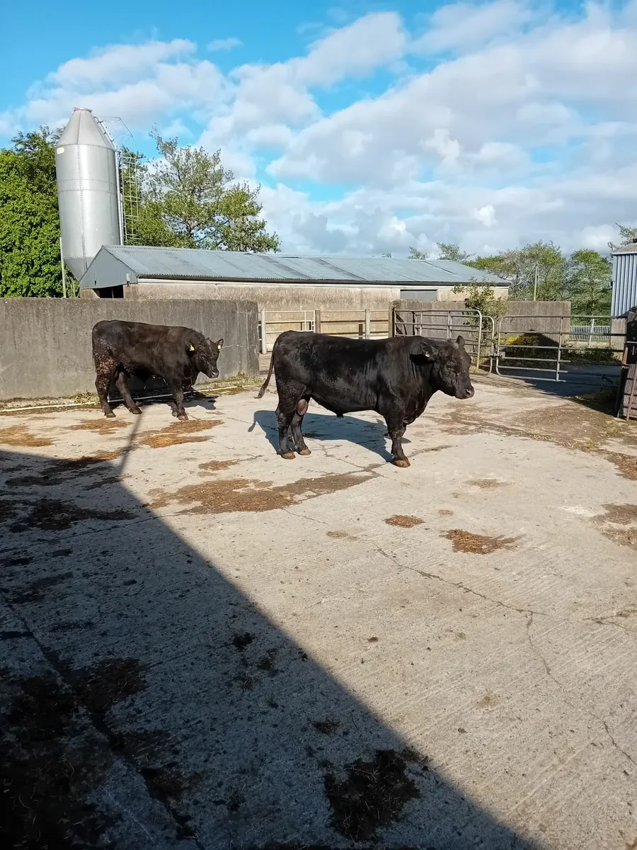 Aberdeen Angus Bulls - Image 3