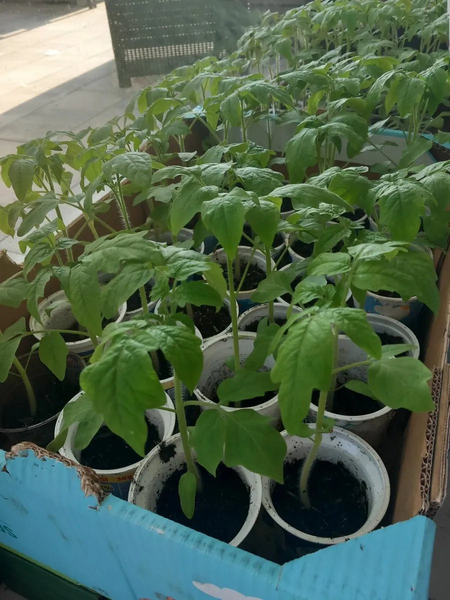 Tomato plants