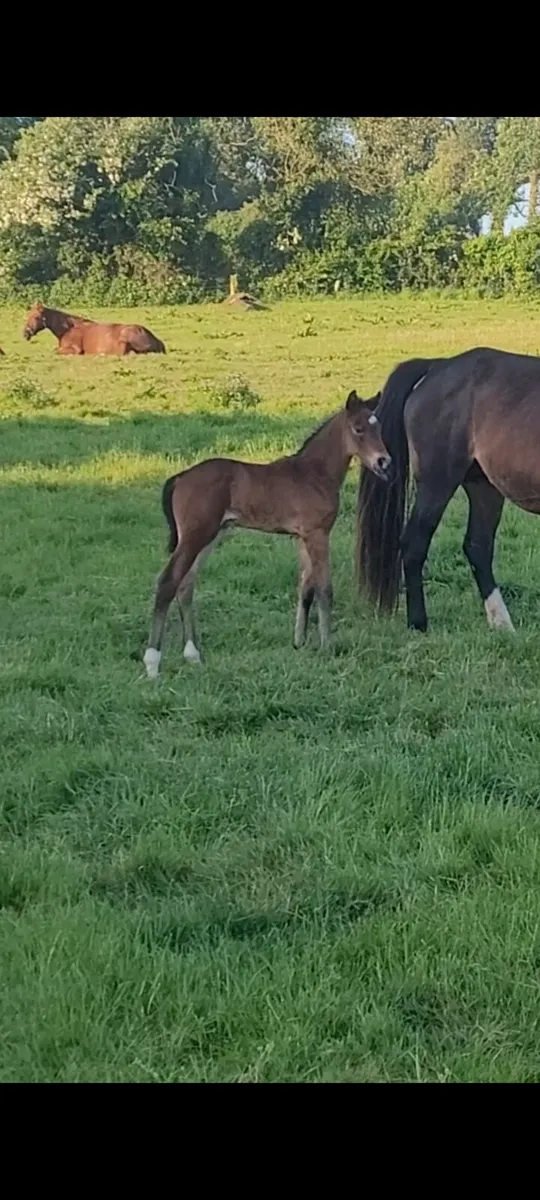 Clinton mare and colt foal - Image 1