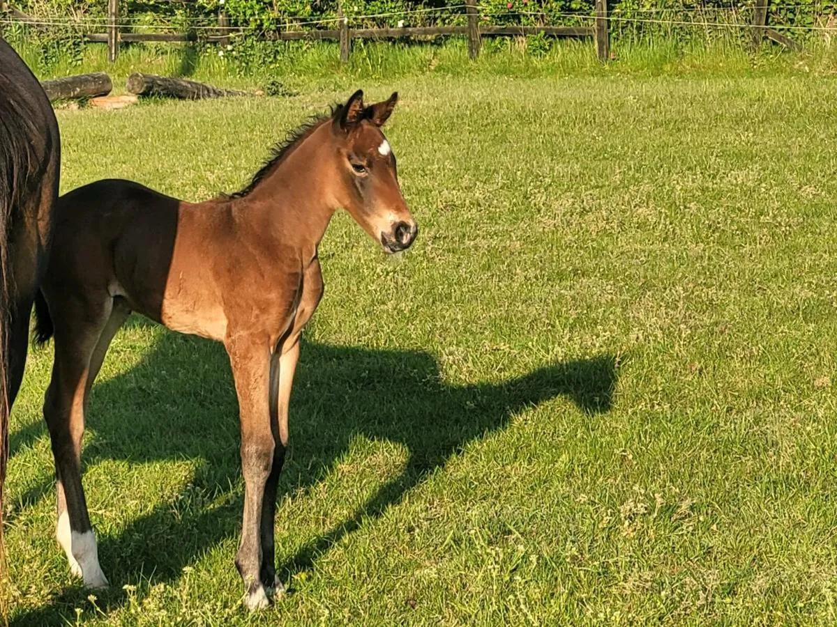Clinton mare and colt foal - Image 2