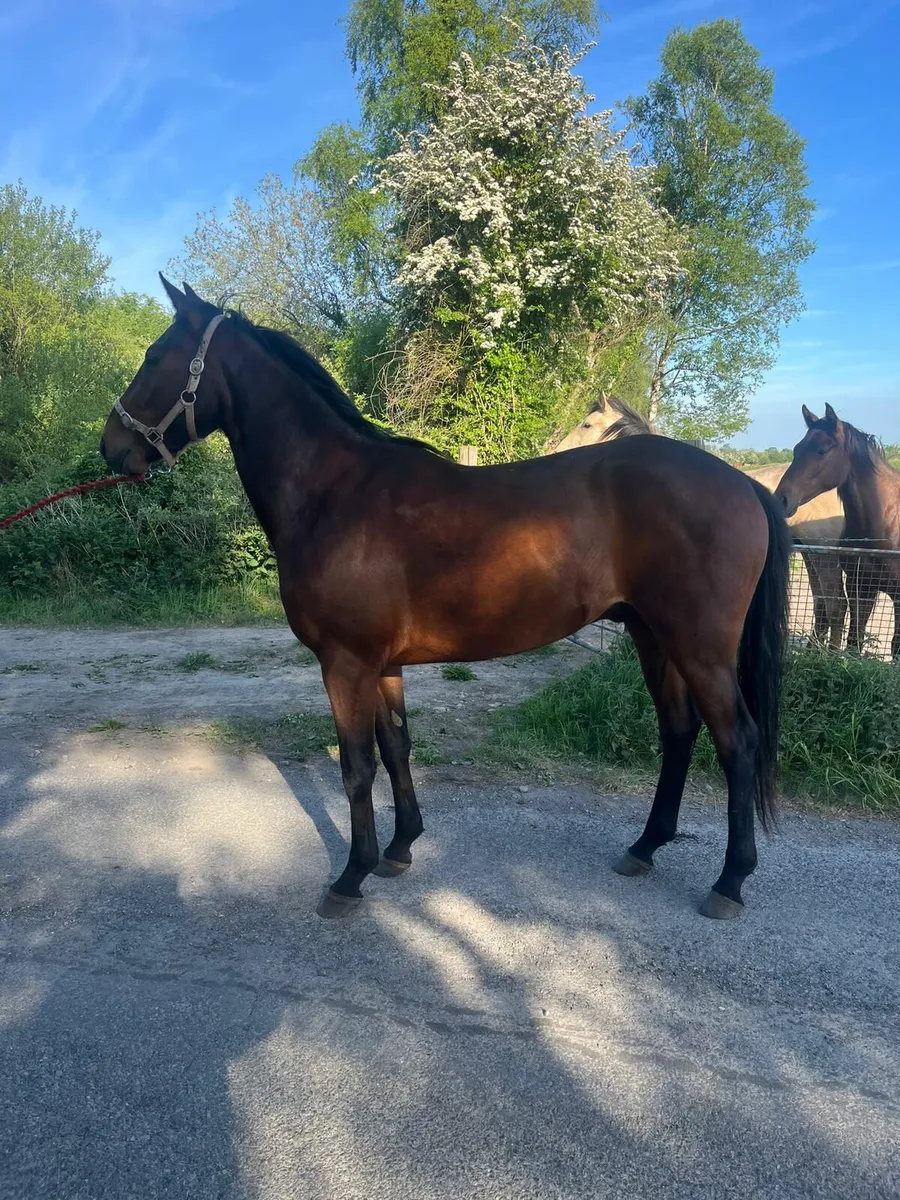 3 year old gelding - Image 1