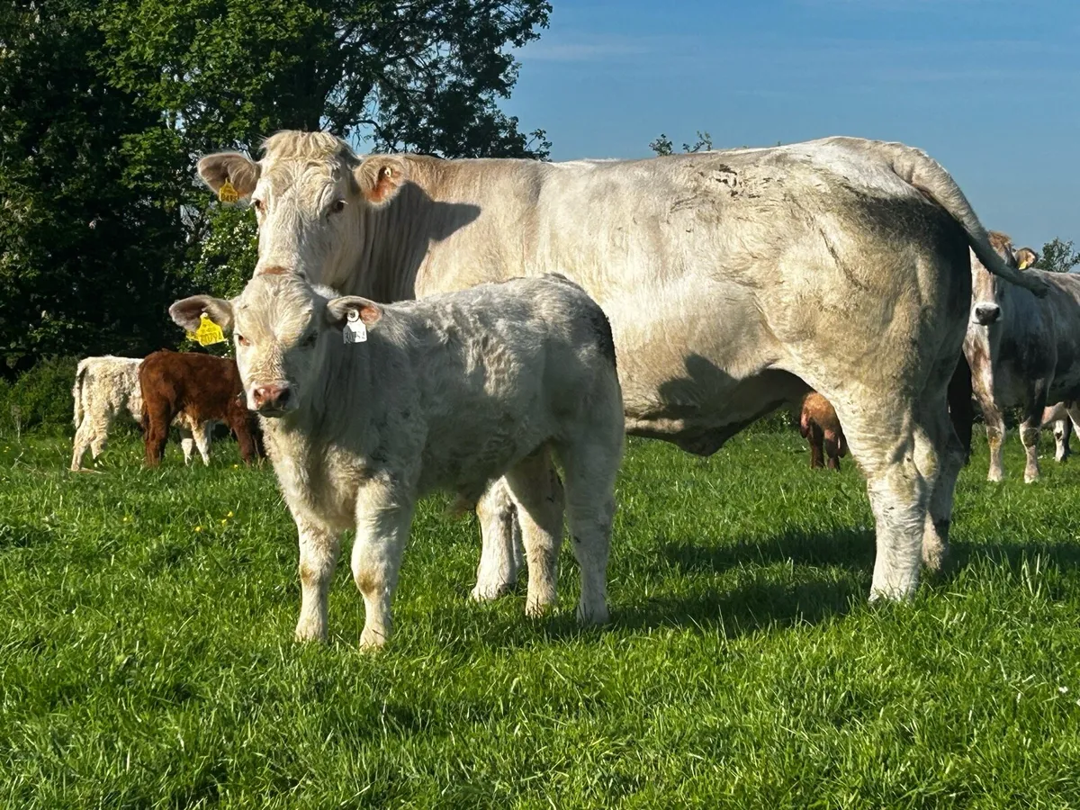 Pedigree Charolais Cow LGL Bred & Bull Calf @ Foot - Image 2