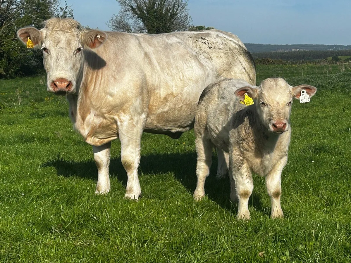 Pedigree Charolais Cow LGL Bred & Bull Calf @ Foot - Image 3