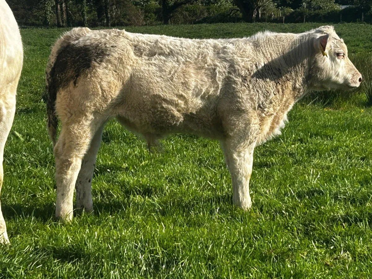 Pedigree Charolais Cow LGL Bred & Bull Calf @ Foot - Image 4