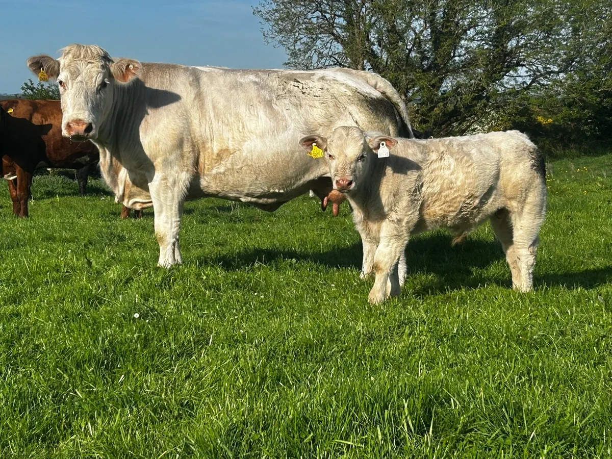 Pedigree Charolais Cow LGL Bred & Bull Calf @ Foot - Image 1