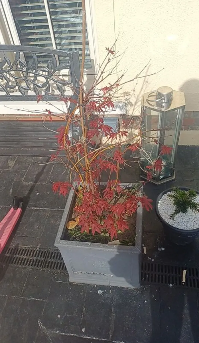 Acer tree for sale. Perfect quality tree. - Image 1